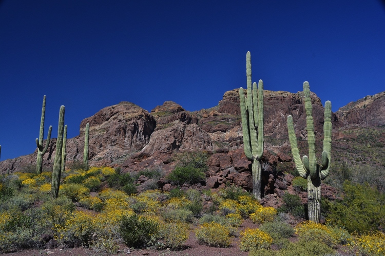 desert floor